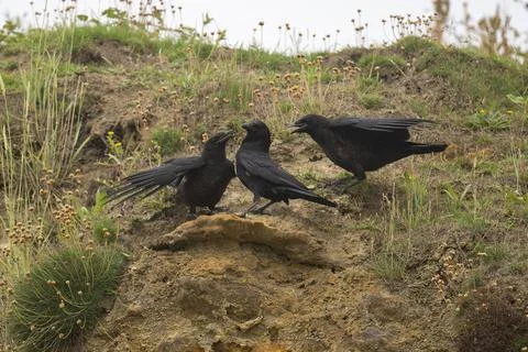 Carrion Crows-Corvus corone Stock Photos