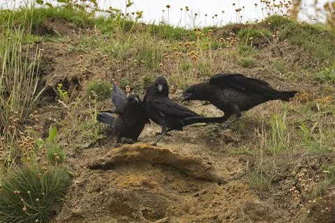 Carrion Crows-Corvus corone Stock Photos