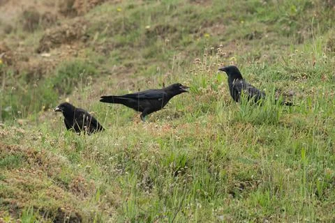 Carrion Crows-Corvus corone Stock Photos