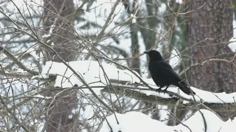 Carrion crows (Corvus corone) on a snowy branch. Video stock 22181485