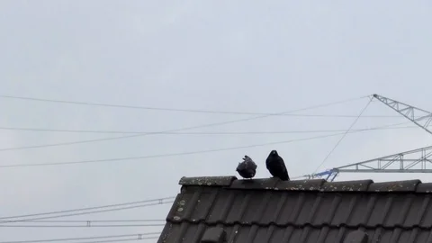 Carrion crows (corvus corone) taking off from top of gable roof, flying away Stock Footage 94083910