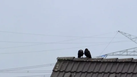 Carrion crows (corvus corone) on top of gable roof, one bird preening the other Stock Footage 94083792