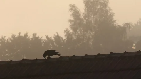 Carrion crows (corvus corone) walking on top of a gable roof on a misty morning Stock Footage 90831762
