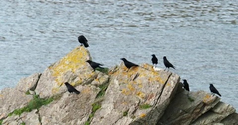 Carrion Crows, Corvus corone, at Wooltack Point, Pembrokeshire, Wales, UK. Stock Footage 256109199