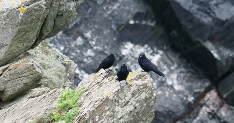 Carrion Crows, Corvus corone, at Wooltack Point, Pembrokeshire, Wales, UK. Stock Footage 256110120