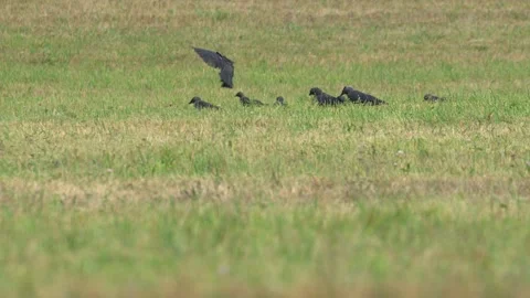 Carrion Crows Landing and Foraging in a Field in 4K Slow Motion Video stock 341571357