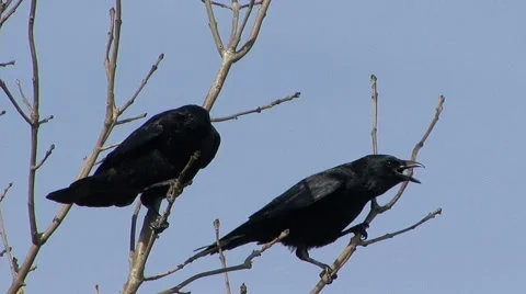 Carrion Crows perched in a tree 動画素材 48802816