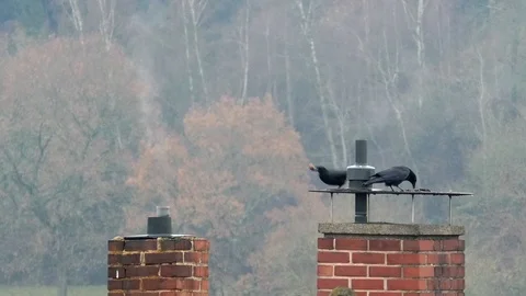 Carrion crows sharing a walnut, crow having a meal on a chimney top in autumn Video stock 99104814
