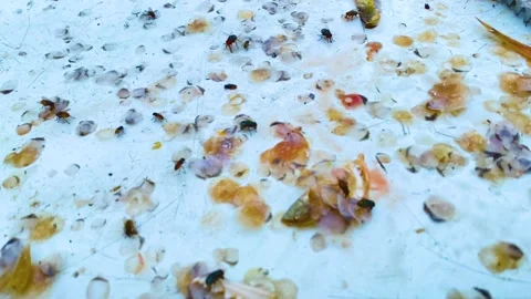 Carrion Flies flying around scattered fish waste and scales - static close up Stock-Footage 345199155
