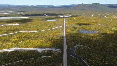 Carrizo Plain 2023 Super Bloom Stock Footage 239358142