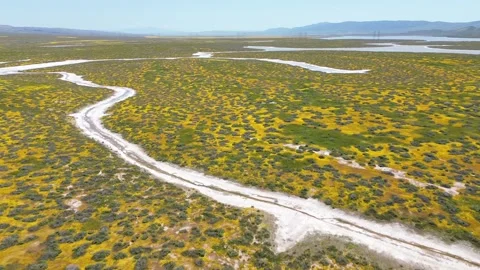 Carrizo Plain 2023 Super Bloom Stock Footage 239358222