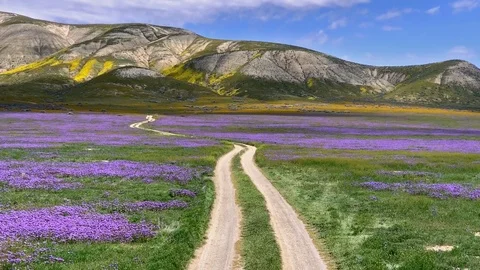 Carrizo Plain Temblor Range and road purple wildflowers point of view California Stockbeeldmateriaal 111965237