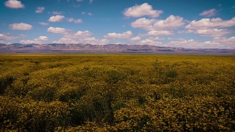 Carrizo Plain Wild Flowers  Видео 76451104
