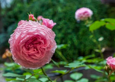 Carroll Roses Stock Photos