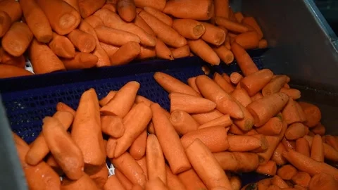 Carrot is cleaned, washed, dried and frozen for further storage 库存影片 155539370