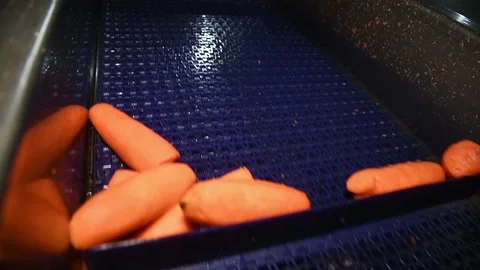 Carrot is cleaned, washed, dried and frozen for further storage 動画素材 155539402
