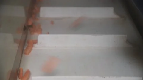 Carrot is cleaned, washed, dried and frozen for further storage 動画素材 155539509