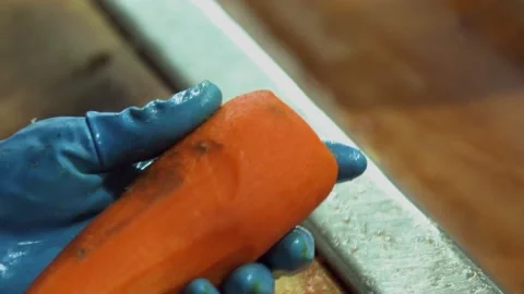 Carrot is Cleaned, Washed, Dried. Cannery. Automatic Line for Processing of Stock Footage 165779327
