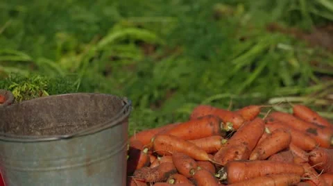 Carrot Crop Stock-Footage 22304522