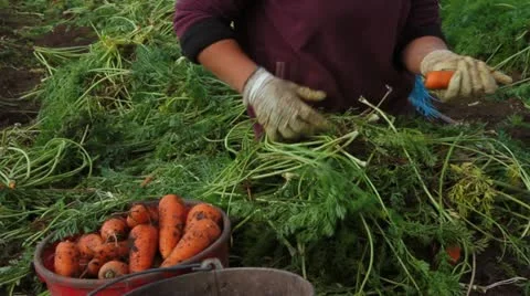 Carrot Crop. Time lapse. Video stock 22305401