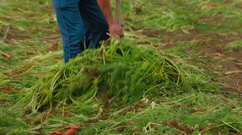Carrot Field Vídeos de archivo 22304230