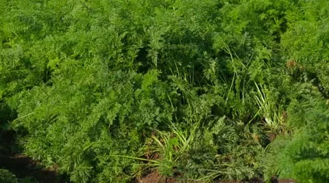 Carrot Field: Working Tractor Stock-Footage 22329796
