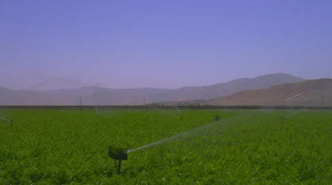 Carrot Fields Being Watered Stock Footage 35248314