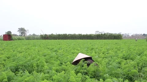 Carrot fields, farmers work Stock-Footage 45919649