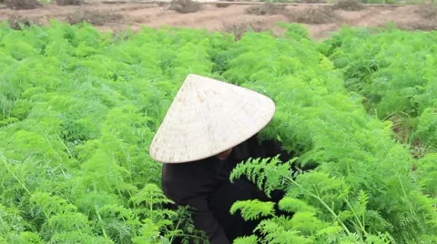Carrot fields, farmers work Stock Footage 45919650