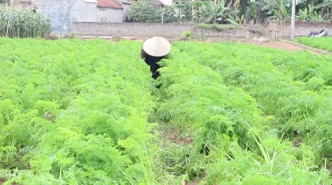 Carrot fields, farmers work Stock Footage 45919667