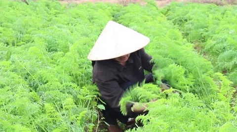 Carrot fields, farmers work Stock Footage 45919668