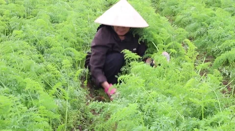 Carrot fields, farmers work Stock Footage 45919687