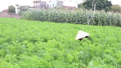 Carrot fields, farmers work Stock Footage 45919717