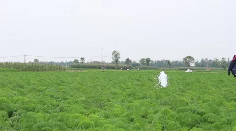 Carrot fields, farmers work Stock Footage 45919725
