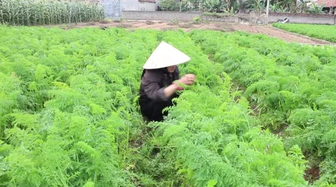Carrot fields, farmers work Stock Footage 45919741