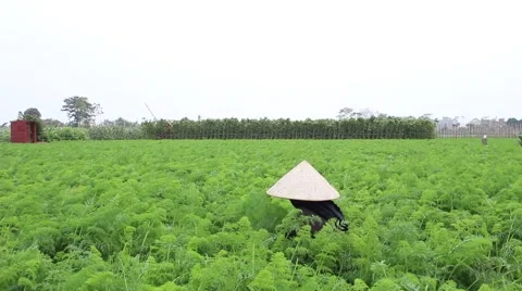 Carrot fields, farmers work Stock Footage 45919972
