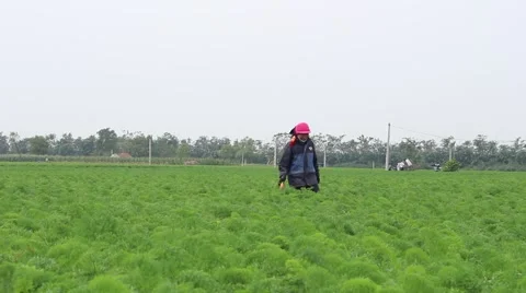 Carrot fields, farmers working in the fields Stock Footage 45919743