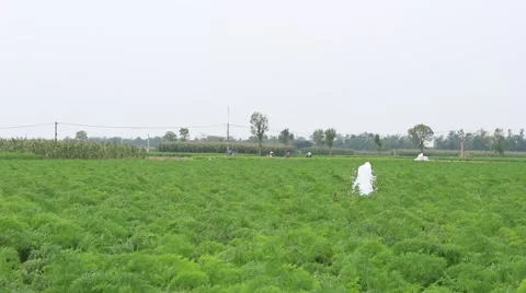 Carrot fields, farmers working in the fields Stock Footage 45919744