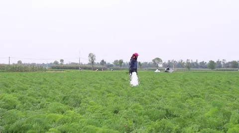 Carrot fields, farmers working in the fields Video stock 45919762