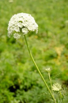 Carrot flowers Stock Photos