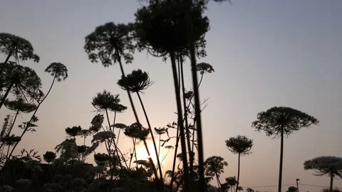 Carrot flowers in Sunset time. Stock Footage 180053468