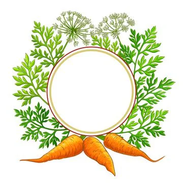 Carrot frame on white background Illustrazione stock