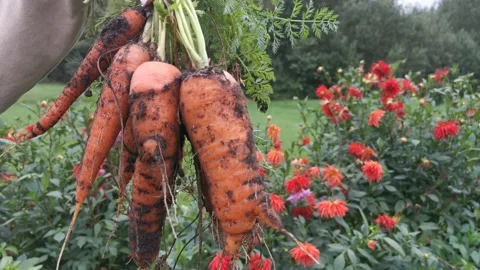 Carrot In The Garden Video stock 139089138