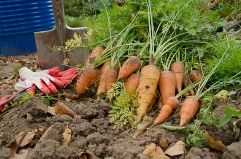 Carrot in the garden Stock Photos