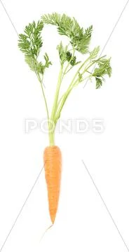 Carrot with the green top isolated over white background Stock Photos