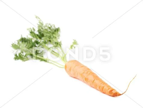 Carrot with the green top isolated over white background Stock Photos