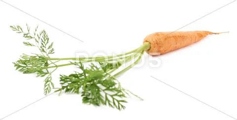Carrot with the green top isolated over white background Stock Photos