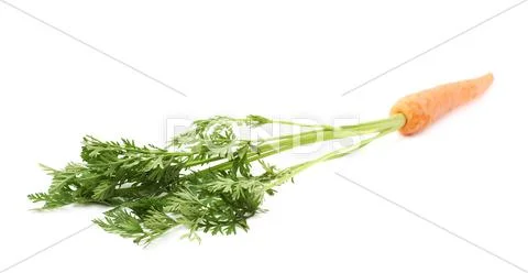 Carrot with the green top isolated over white background Stock Photos