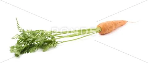 Carrot with the green top isolated over white background Stock Photos