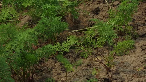 CARROT GREENS Stock Footage 306694625